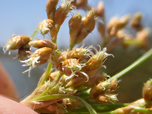 iNaturalist observation photo of California bulrush