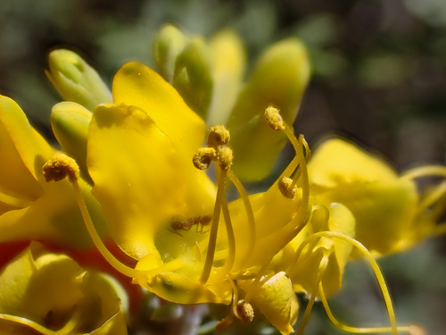 iNaturalist observation photo of Bladderpod