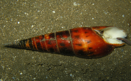 Terebra maculata observed 2016-04-24