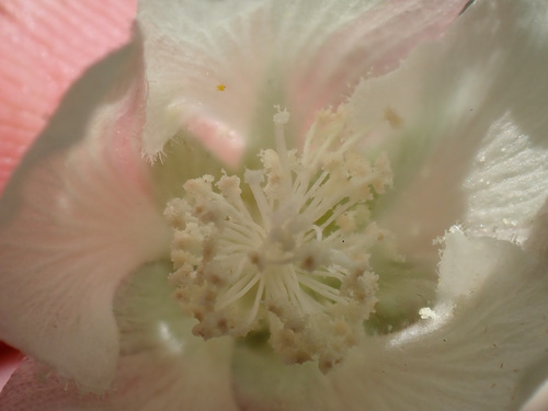iNaturalist observation photo of alkali mallow