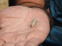 Eremiaphila brunneri