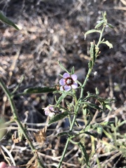 Hermannia glanduligera