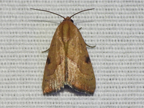 Wedgling Moth photo 4