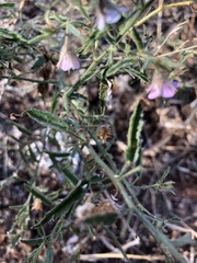 Hermannia glanduligera