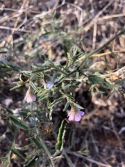Hermannia glanduligera