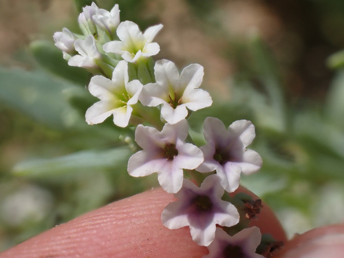 iNaturalist observation photo of alkali heliotrope