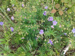 Geranium pseudosibiricum
