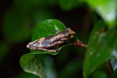 Isthmohyla pseudopuma