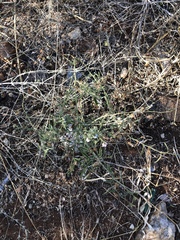 Hermannia glanduligera