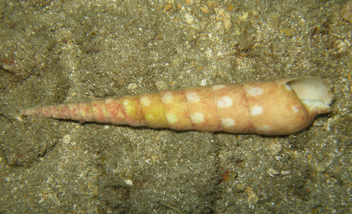 Terebra guttata observed 2016-05-29