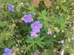 Geranium pseudosibiricum