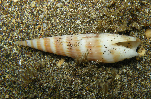 Hastula inconstans observed 2016-06-02
