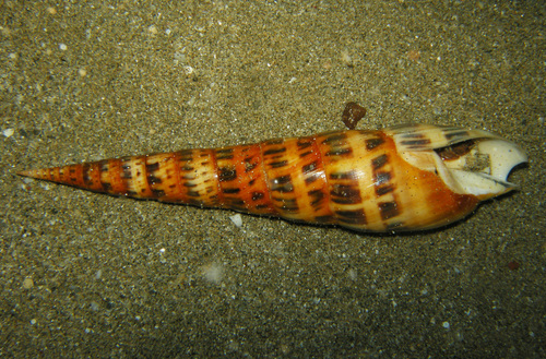 Terebra maculata observed 2016-06-02