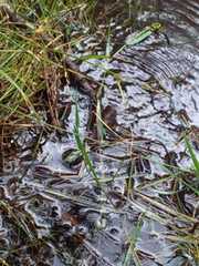 Cordulegaster boltonii