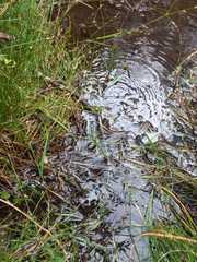 Cordulegaster boltonii