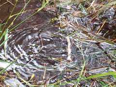 Cordulegaster boltonii