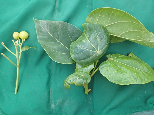 Image of Hernandia nymphaeifolia by (c) Dominik Maximilián Ramík, some rights reserved (CC BY)