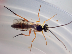 Syrphoctonus tarsatorius