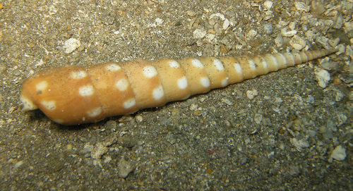 Terebra guttata observed 2022-06-08