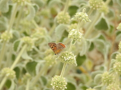 Lycaena phlaeas timeus