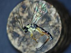 Syrphoctonus tarsatorius