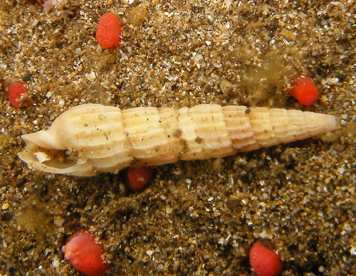Punctoterebra nitida observed 2022-06-12