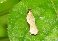 Lepidoptera
