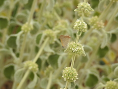 Lycaena phlaeas timeus
