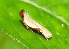 Lepidoptera