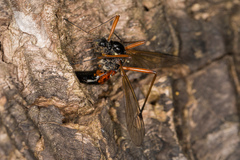 Tanyptera atrata