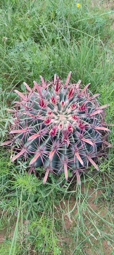 Image of Ferocactus latispinus by no rights reserved