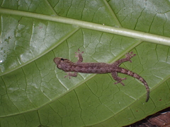 Vanuatu Scaly-Toed Gecko photo 3