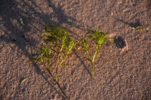 Brittle naiad (Najas minor)