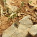 Aricia anteros crassipuncta - Photo (c) אריאל שמיר, algunos derechos reservados (CC BY-NC), subido por אריאל שמיר