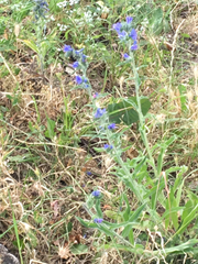 Echium vulgare