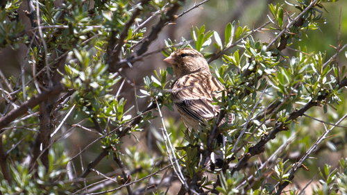 Twite