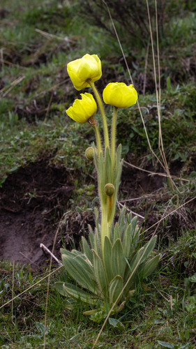 Yellow Chinese poppy