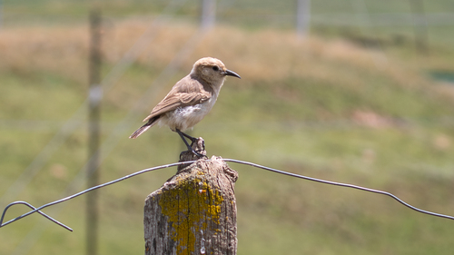 Ground Tit