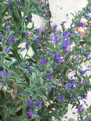 Echium vulgare