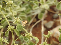 Lycaena ochimus