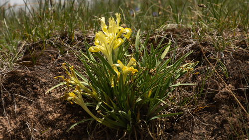 Iris thoroldii thoroldii
