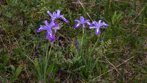 Iris goniocarpa