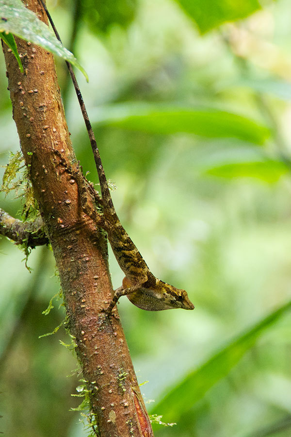 Wood's Anole