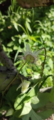 Passiflora exsudans, photograph author not stated, no rights reserved