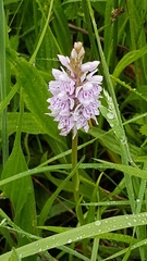 Dactylorhiza fuchsii
