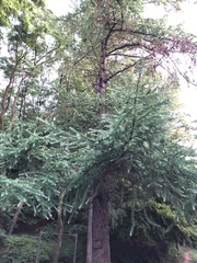 Larix kaempferi