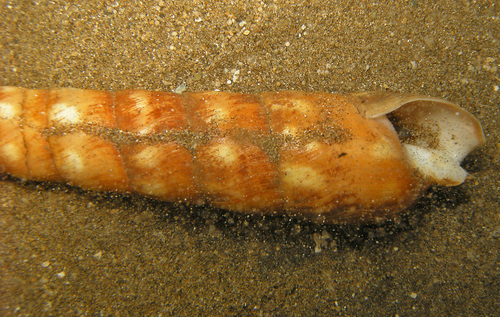Terebra guttata observed 2023-02-16