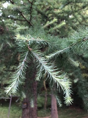 Larix kaempferi
