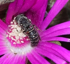 Brianhuntleya intrusa