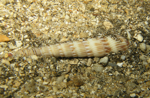 Oxymeris gouldi observed 2023-02-18
